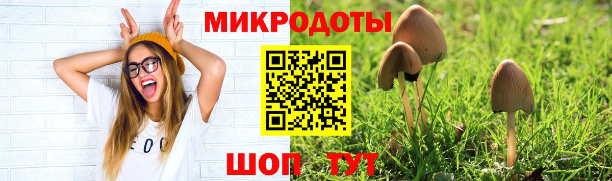 Галлюциногенные грибы Psilocybe Саяногорск